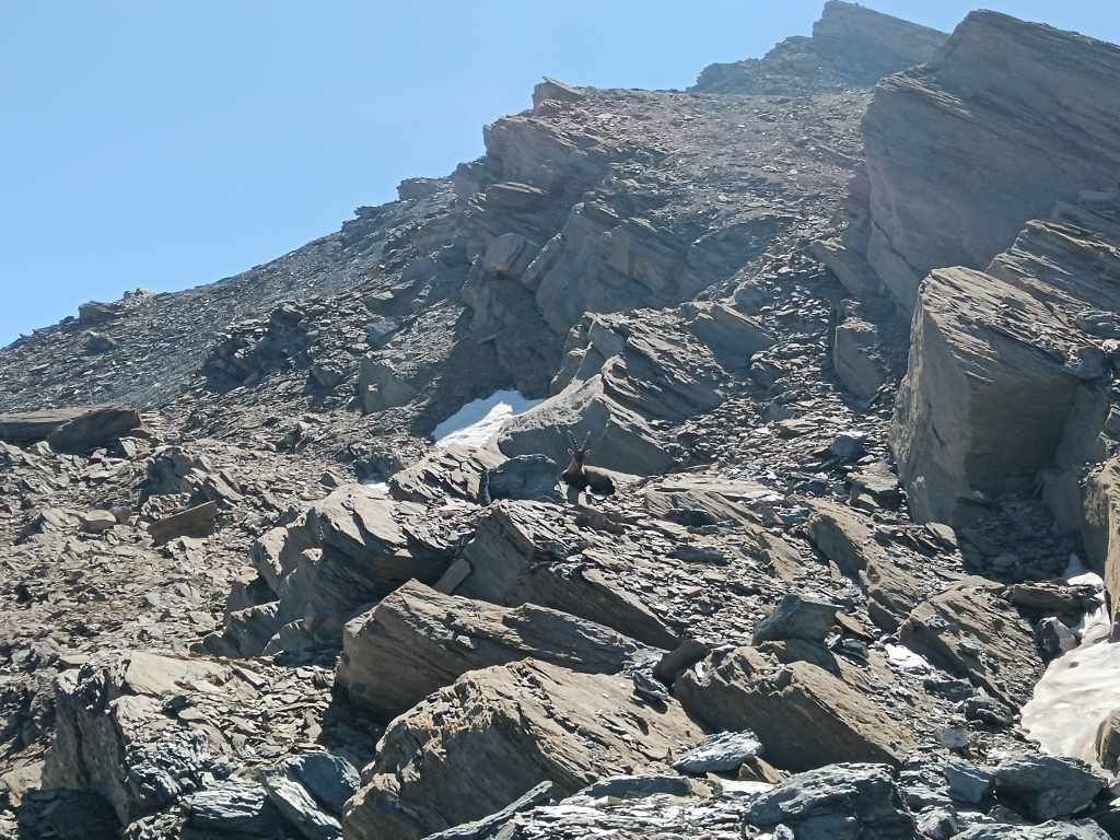 Un bouquetin vers le pas de Salsa