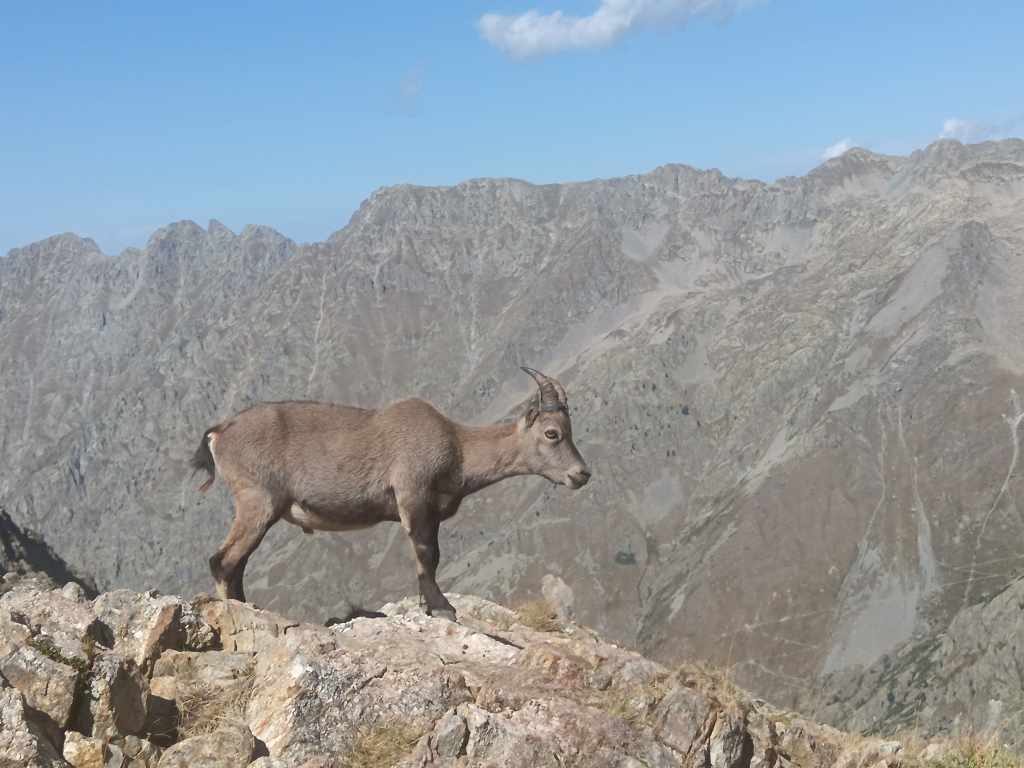 Notre ami stambecco