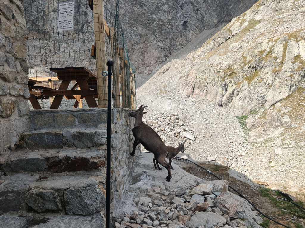 Des stambeccos au refuge Pagari